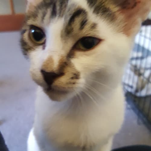Boon the super smoocher kitten!
