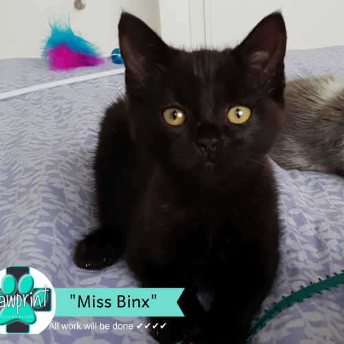 Miss Binx