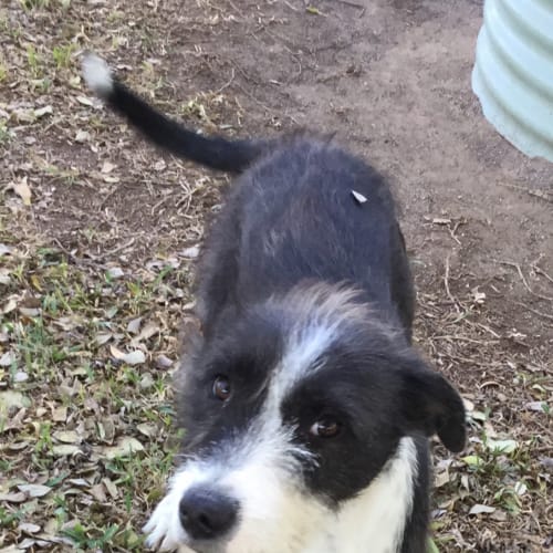 Oreo