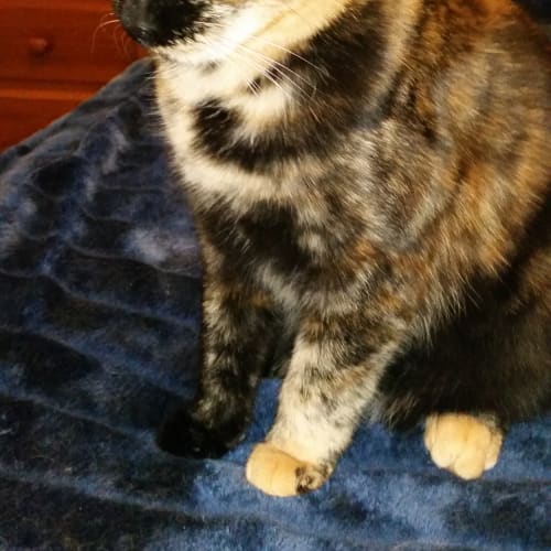 Lucy (To be adopted with Desi ) 