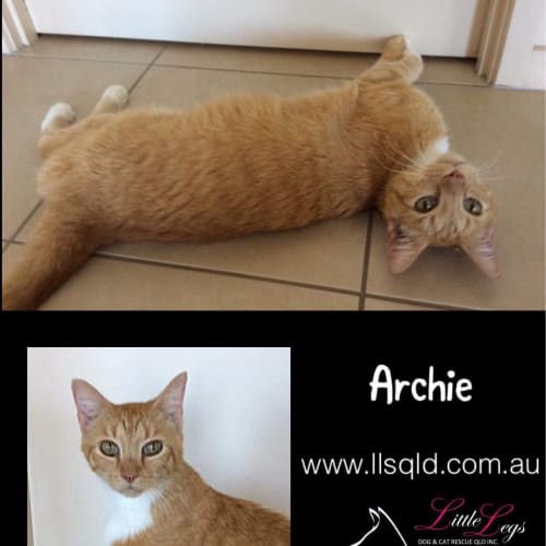 Archie 