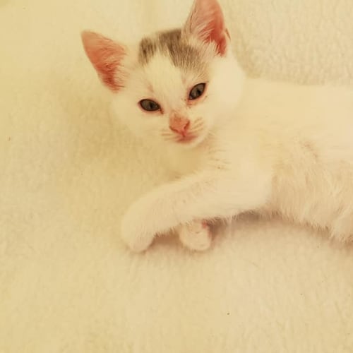 Wilma 