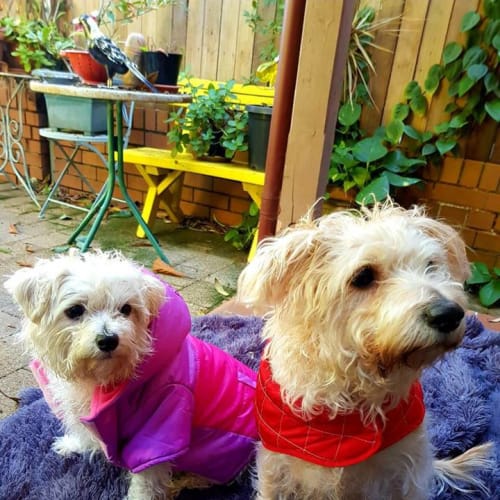 Scooby and Patches