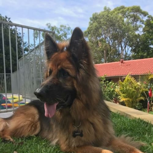 Simba