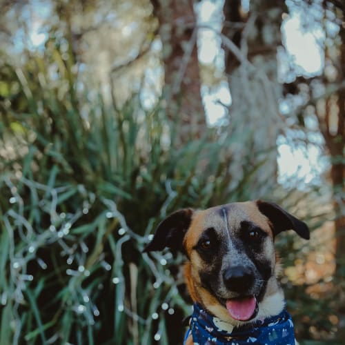 Reef ~ retreiver x boxer x staff (On Trial 30/8/18