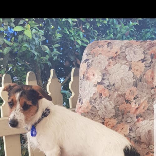 Floyd ~ Jack Russell (on trial 26/7/2018)