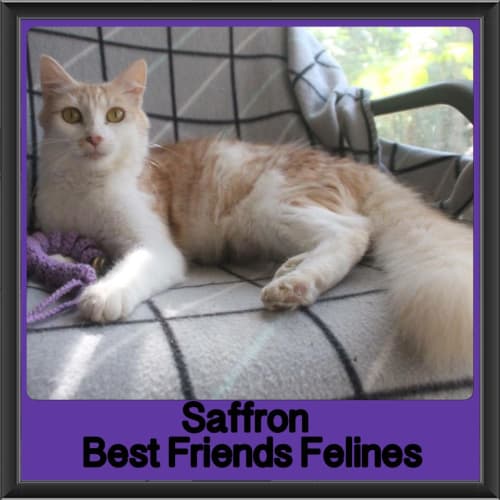 Saffron 