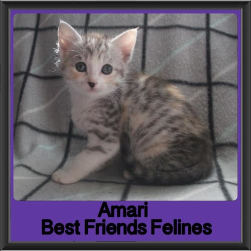 Amari 
