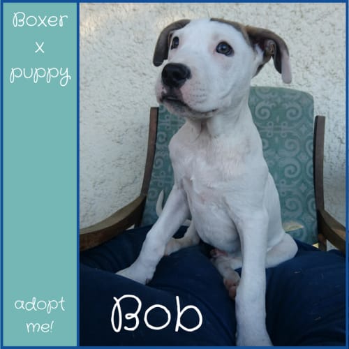 Bob ~ Boxer x (on trial 11/8/18)