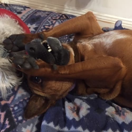 Ruby ~ Kelpie x Staffy (on trial 12/8/18)