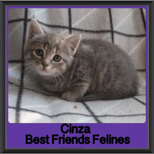 Cinza 