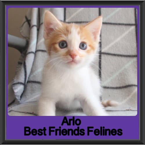 Arlo 