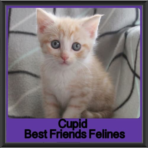 Cupid 