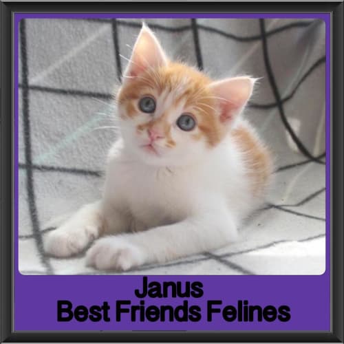 Janus 