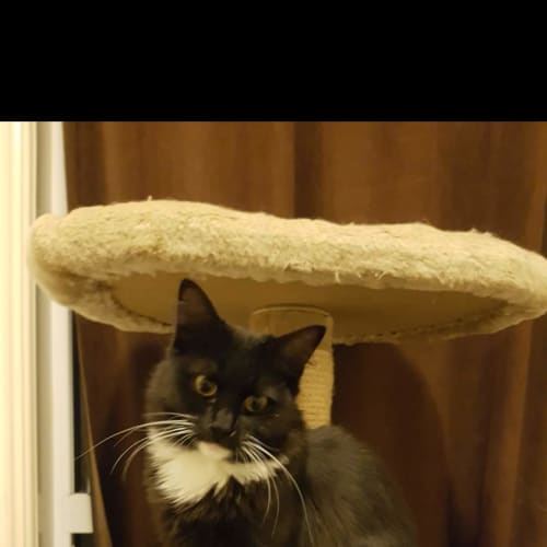 Nala
