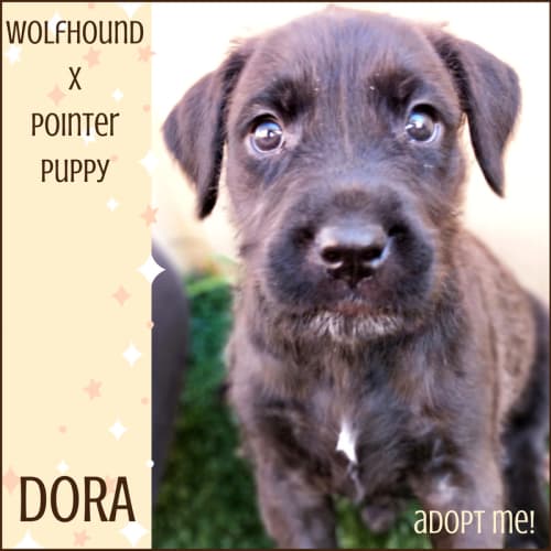 Dora ~ Wolfhound x Pointer (on trial 22/7/18)
