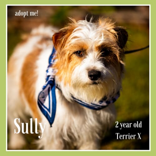 Sully ~ 2 year old Terrier X (on trial 5/8/18)