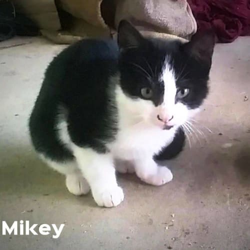 Marvellous Michaelangelo