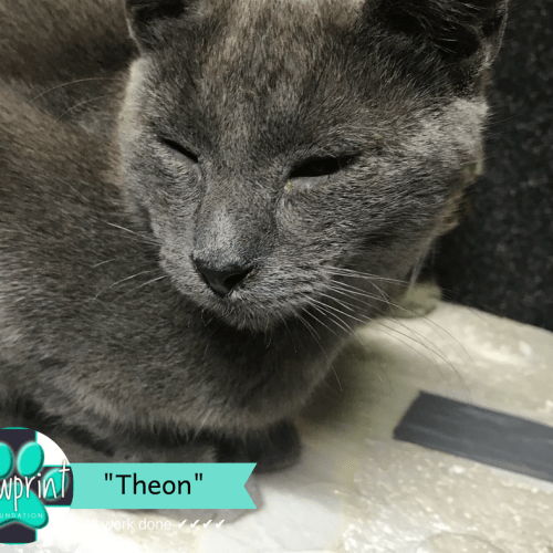 Theon Grey-Boy