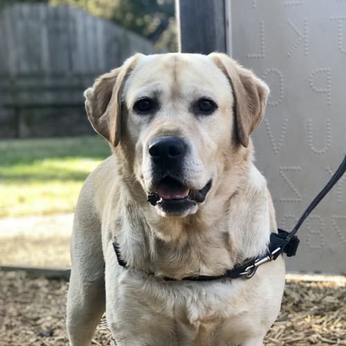 Koda Bear 