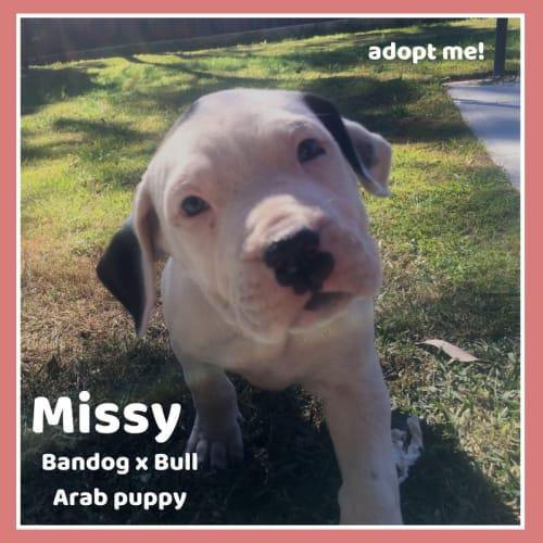 Missy ~ Bandog x Bull Arab (on trial 22/11/18)