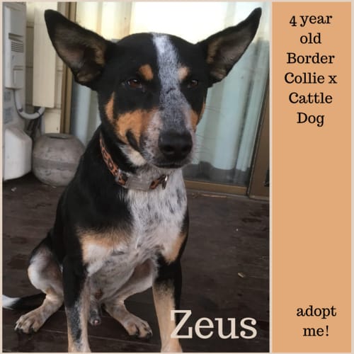 Zeus ~ 4yo BC x Cattle Dog (On Trial 26/8/18)