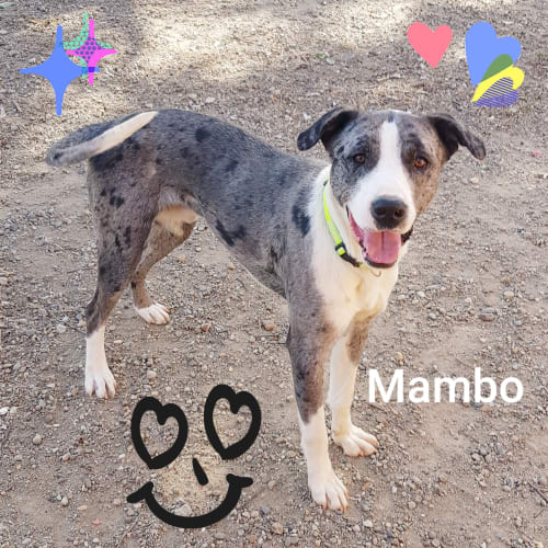 Mambo (090718)