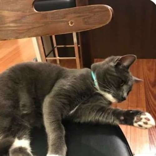 Olaf  *Must Be Rehomed With Otto*