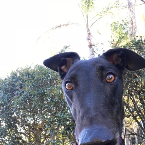 Sherlock (In Foster 27 Sep)