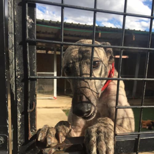 Johnnie (In Foster)