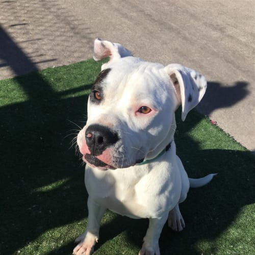 Spot (now Gypsy)