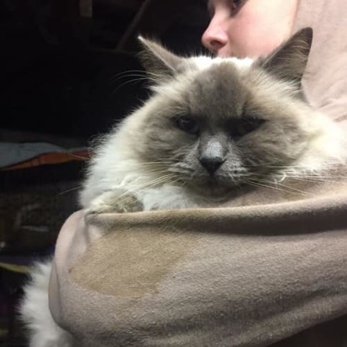 Rufus 