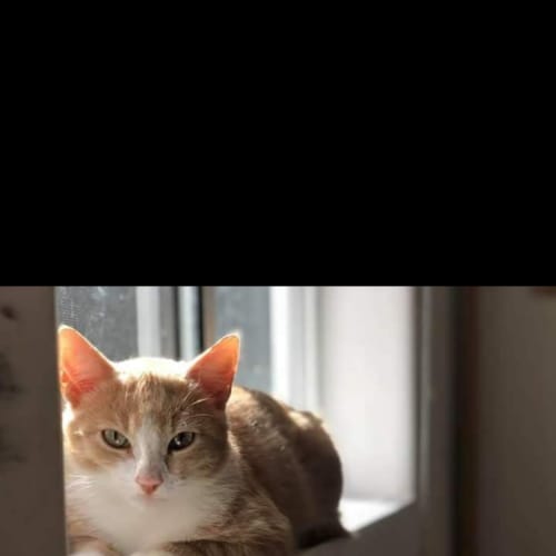 Simba