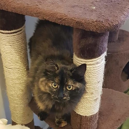 Sophie