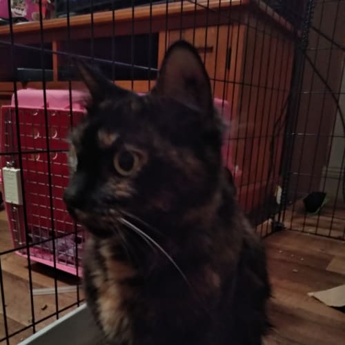 Mia