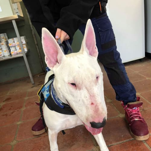 Leo - foster carer needed