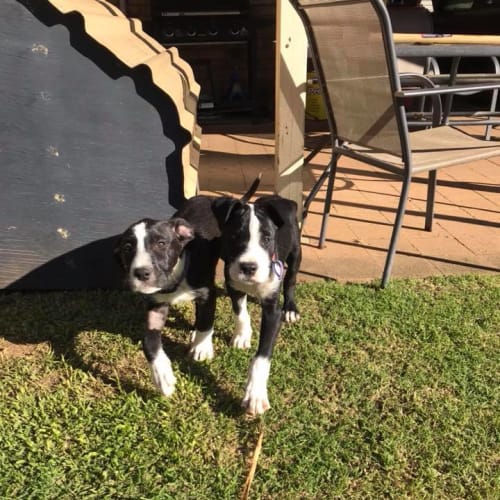 Delilah **Adoption pending**