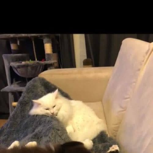 Oscar