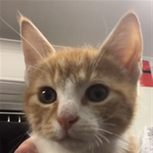 Tom