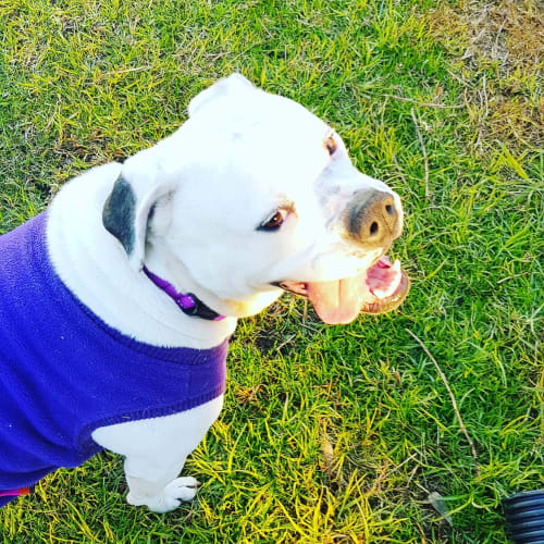 Harper