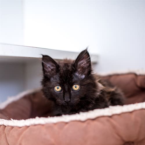 Toothless