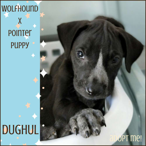 Dughul ~ Wolfhound x Pointer (on trial 7/9/18)
