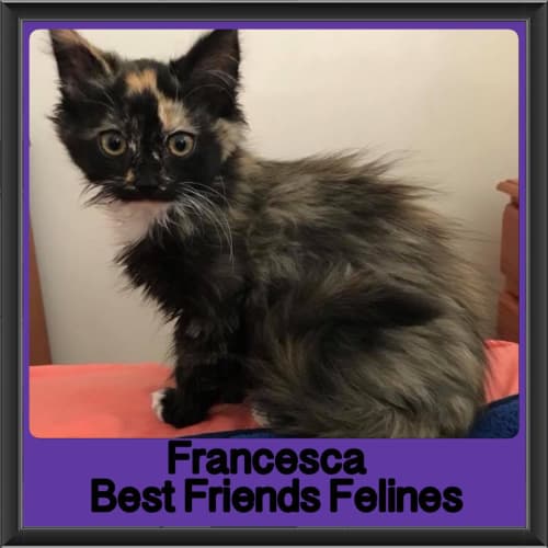 Francesca 