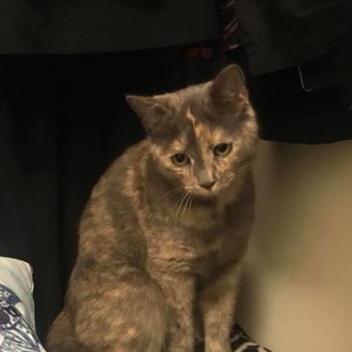 Priscilla 