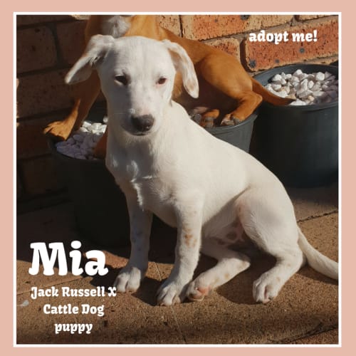 Mia ~ Jack Russell x Cattle Dog (on trial 11/8/18)