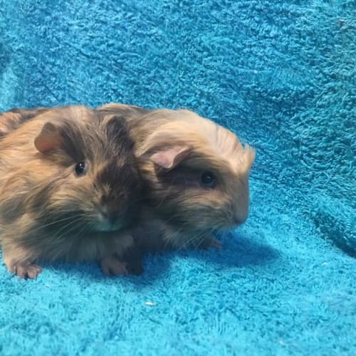 Milo and Freddo