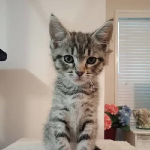Biscuit