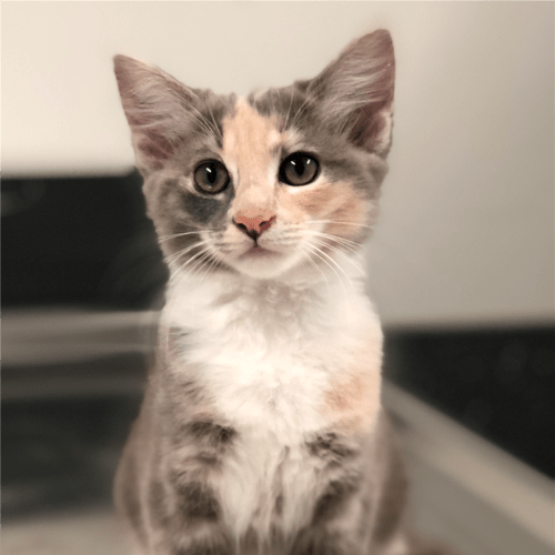 Sally