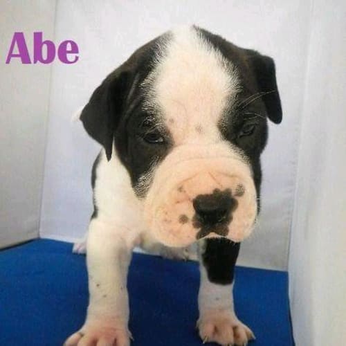 Abe
