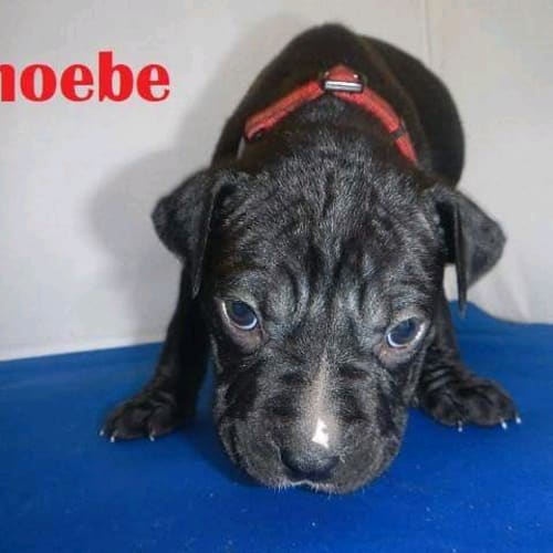 Phoebe